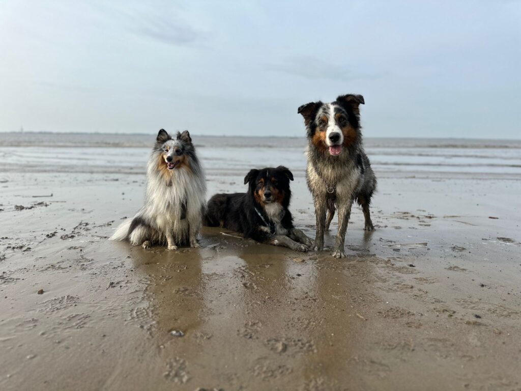 Nordseekaten Urlaub mit Hund